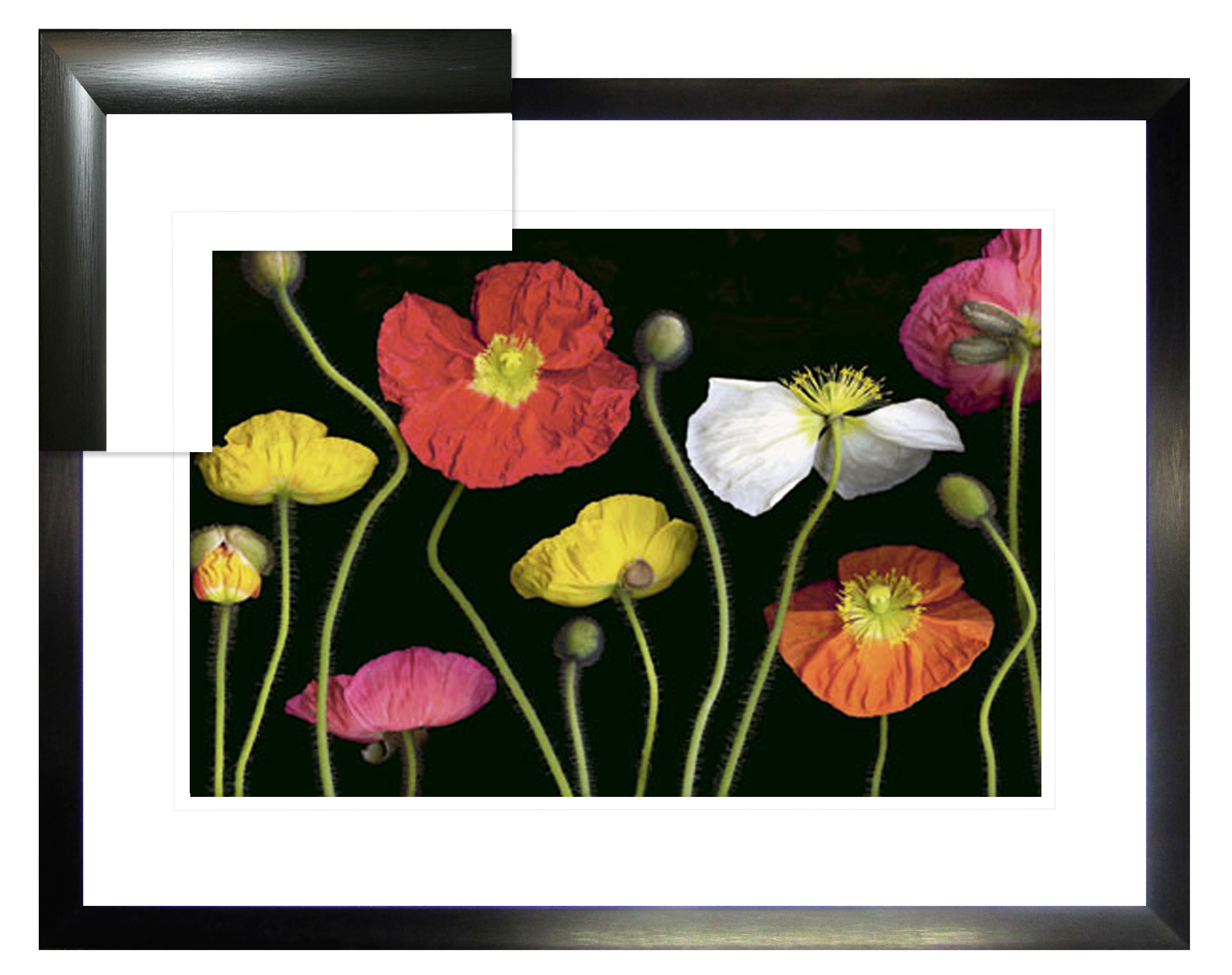 FP251 Wall décor art framed print floral black frame